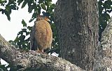 Crested Serpent-Eagle